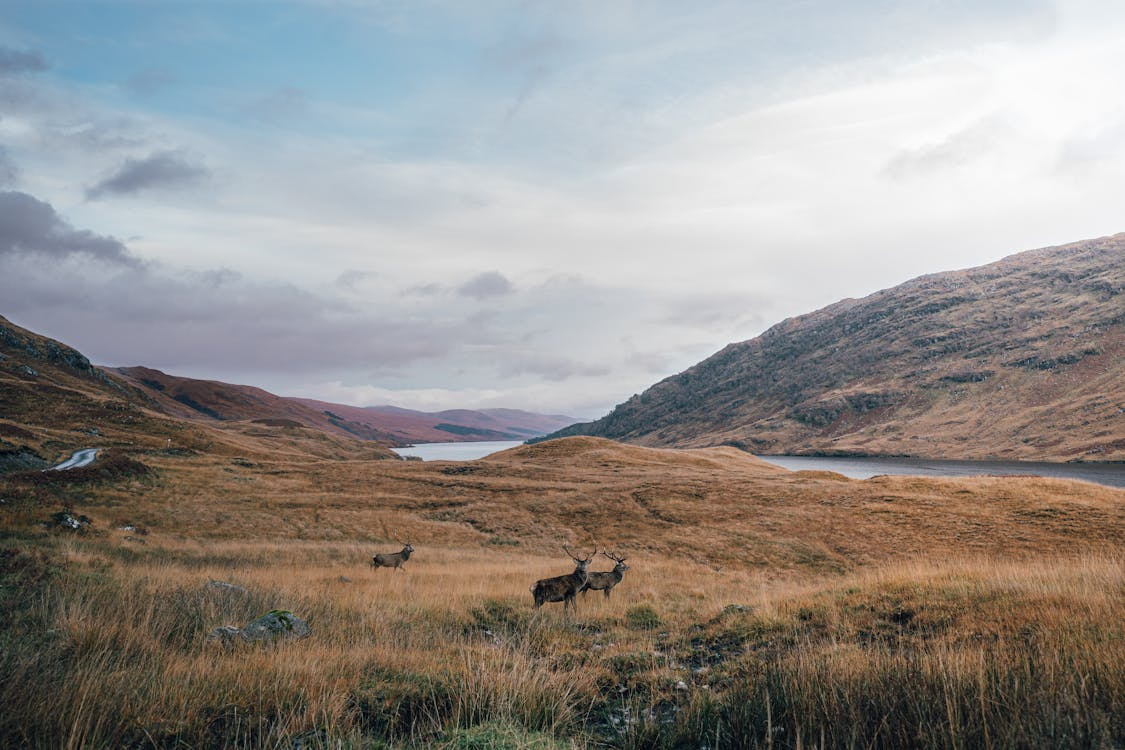 Scottish Highlands with deer and loch